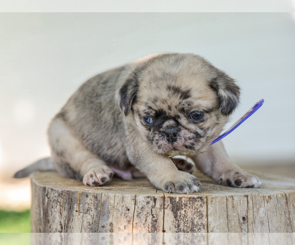 Medium Photo #2 Pug Puppy For Sale in LIBERTY, KY, USA