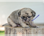 Small #1 Pug
