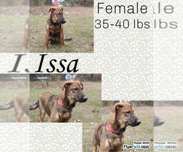 Medium Photo #3 Mutt Puppy For Sale in FRAMINGHAM, MA, USA