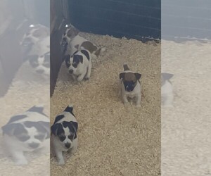 Jack Russell Terrier Litter for sale in CHANDLER, OK, USA