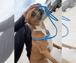 Boxer-Unknown Mix Dogs for adoption in Houston, TX, USA