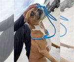 Small Boxer Mix