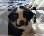 Puppy Godzilla Cane Corso-Saint Bernard Mix