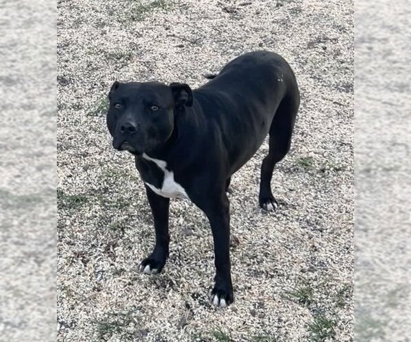 Medium Photo #2 American Pit Bull Terrier-Unknown Mix Puppy For Sale in Germantown, OH, USA