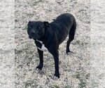 Small #1 American Pit Bull Terrier Mix