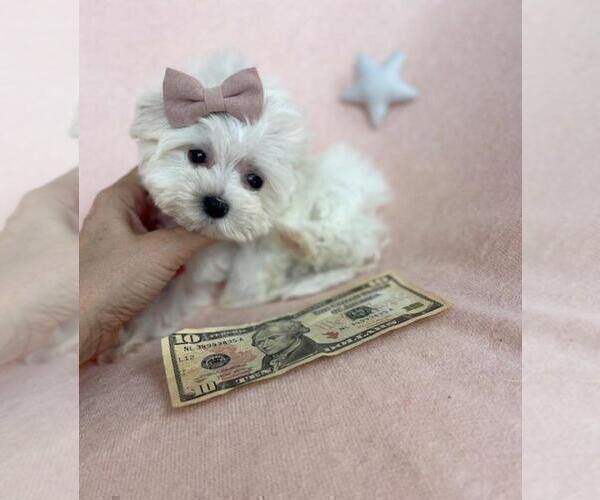 Medium Photo #1 Maltese Puppy For Sale in WINTER PARK, FL, USA