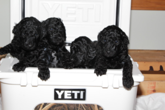 Labradoodle Puppy for sale in DUNN, NC, USA