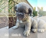 Puppy Puppy 3 French Bulldog