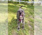 Small Miniature Schnauzer Mix