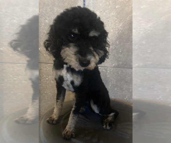 Medium Photo #1 Poodle (Miniature)-Unknown Mix Puppy For Sale in WOODBURY, TN, USA