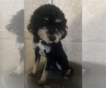 Small Photo #1 Poodle (Miniature)-Unknown Mix Puppy For Sale in WOODBURY, TN, USA