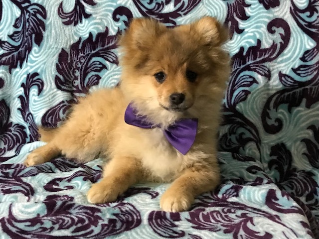 Medium Photo #15 Pom-Shi Puppy For Sale in HONEY BROOK, PA, USA
