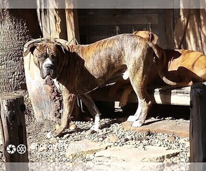 Father of the Boerboel-Cane Corso Mix puppies born on 09/11/2023