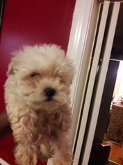 Maltipoo Puppy for sale in ROCKY MOUNT, NC, USA