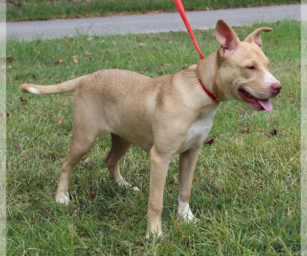 Medium Photo #3 Labrador Retriever-Unknown Mix Puppy For Sale in Prattville, AL, USA