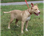 Small #2 Labrador Retriever Mix