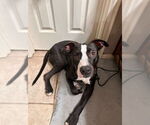 Small #19 American Pit Bull Terrier Mix