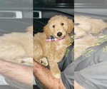 Puppy 1 Goldendoodle-Pyredoodle Mix