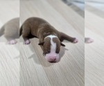 Puppy 5 American Pit Bull Terrier
