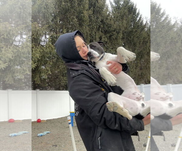 Medium Photo #9 Lab-Pointer Puppy For Sale in Rockaway, NJ, USA