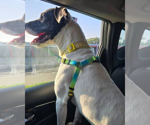 Medium Photo #2 Rat Terrier-Unknown Mix Puppy For Sale in Waterloo, IA, USA