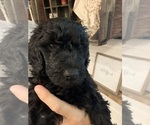 Small Photo #2 Poodle (Standard) Puppy For Sale in PLANT CITY, FL, USA