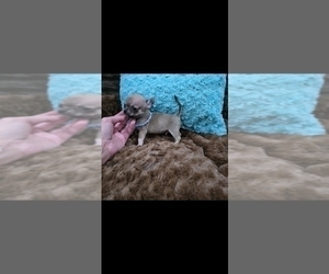 Chihuahua Puppy for sale in CRAFTON, PA, USA