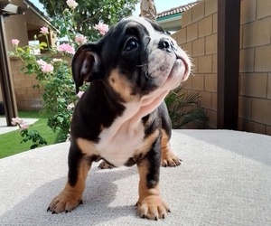 English Bulldog Puppy for sale in FONTANA, CA, USA