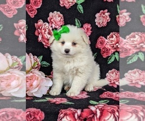 Pomimo Puppy for sale in CHRISTIANA, PA, USA