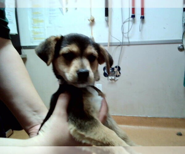 Medium Photo #1 Mutt Puppy For Sale in Martinez, CA, USA