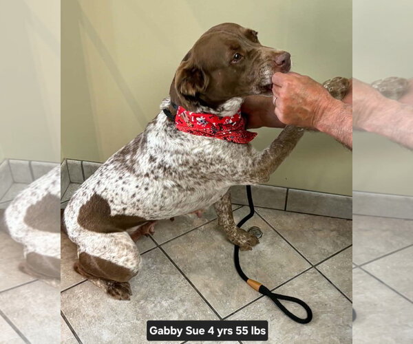 Medium Photo #6 Brittany-German Shorthaired Pointer Mix Puppy For Sale in Curwensville, PA, USA