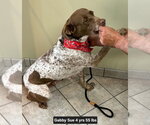 Small #5 Brittany-German Shorthaired Pointer Mix