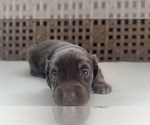 Small #1 Dachshund