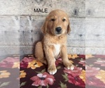 Small #16 Golden Retriever