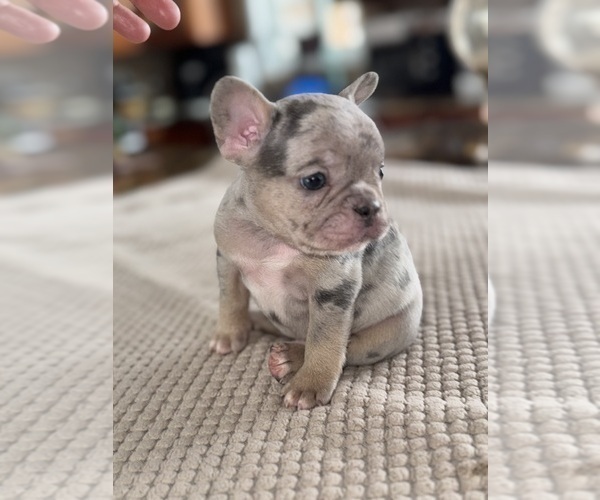 Medium Photo #10 French Bulldog Puppy For Sale in HILTON, NY, USA