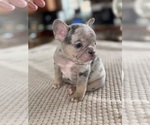 Small Photo #10 French Bulldog Puppy For Sale in HILTON, NY, USA