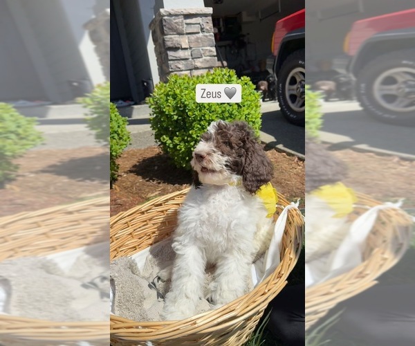 Medium Photo #2 Goldendoodle Puppy For Sale in RIDGEFIELD, WA, USA