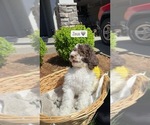 Small #1 Goldendoodle