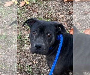 Mutt Dogs for adoption in Tarboro, NC, USA