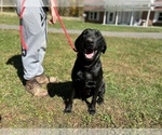 Small Photo #5 Labrador Retriever Puppy For Sale in NEOLA, WV, USA