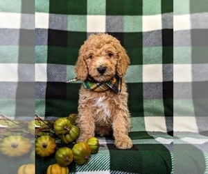 Goldendoodle (Miniature) Puppy for sale in GLEN ROCK, PA, USA