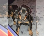 Small #13 Doberman Pinscher
