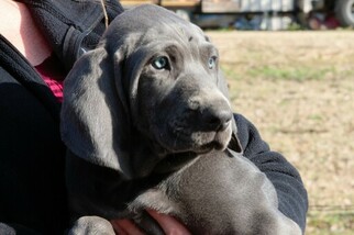 Weimaraner Puppy for sale in BOVINA, MS, USA