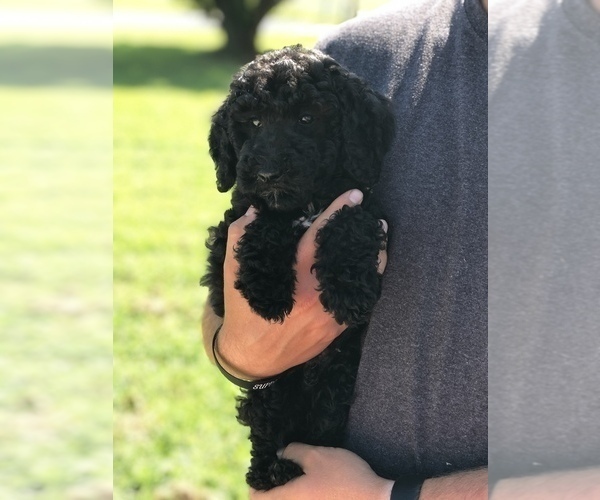 Medium Photo #2 Goldendoodle Puppy For Sale in ROCKY MOUNT, NC, USA