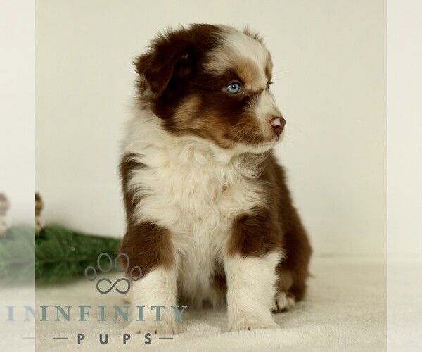 Medium Photo #4 Australian Shepherd Puppy For Sale in LANCASTER, PA, USA