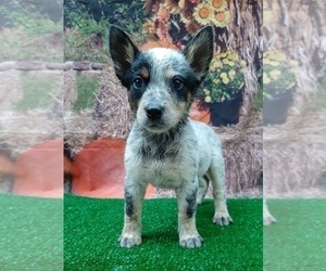 Australian Cattle Dog Puppy for sale in CARTHAGE, TX, USA