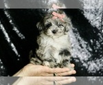 Small Photo #136 Maltipoo Puppy For Sale in WARSAW, IN, USA