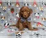 Small #5 Cockapoo (Miniature)