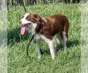 Mother of the Border Collie puppies born on 04/09/2025