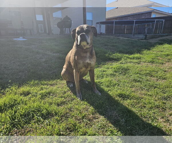Medium Photo #8 Boxer Puppy For Sale in McKinney, TX, USA
